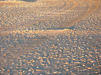 Shells galore on 80 Mile Beach